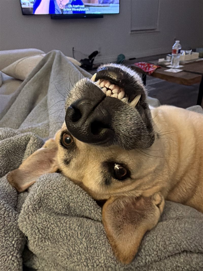The official witness, a very happy dog